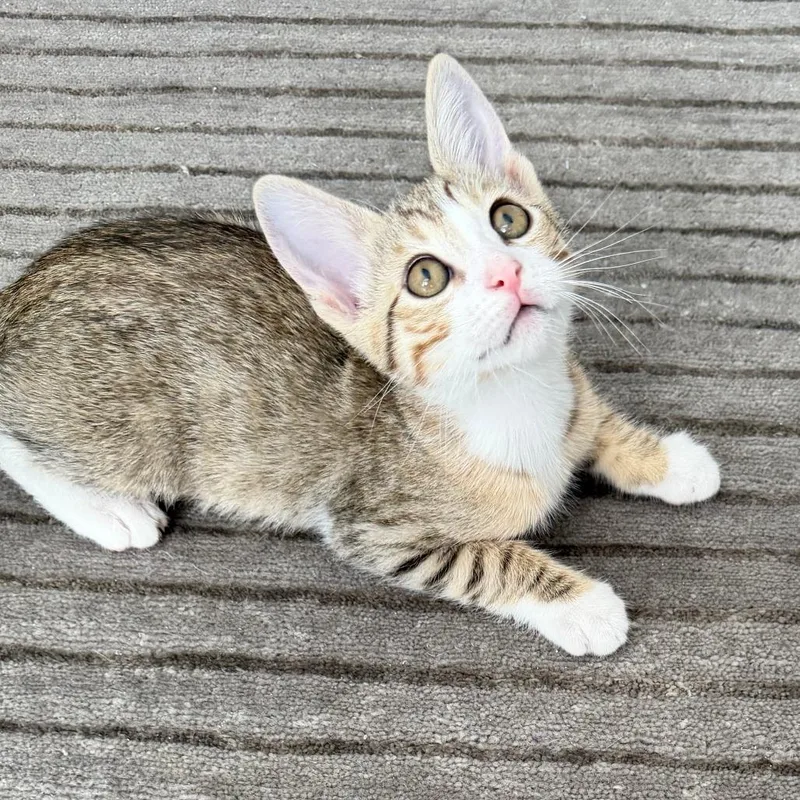 A baby small-sized female Buff / Tan / Fawn Domestic Short Hair cat named Button for adoption in Jupiter, FL