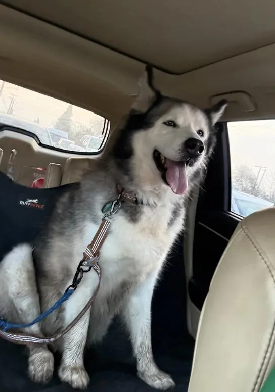 Blizzard thumbnail 3