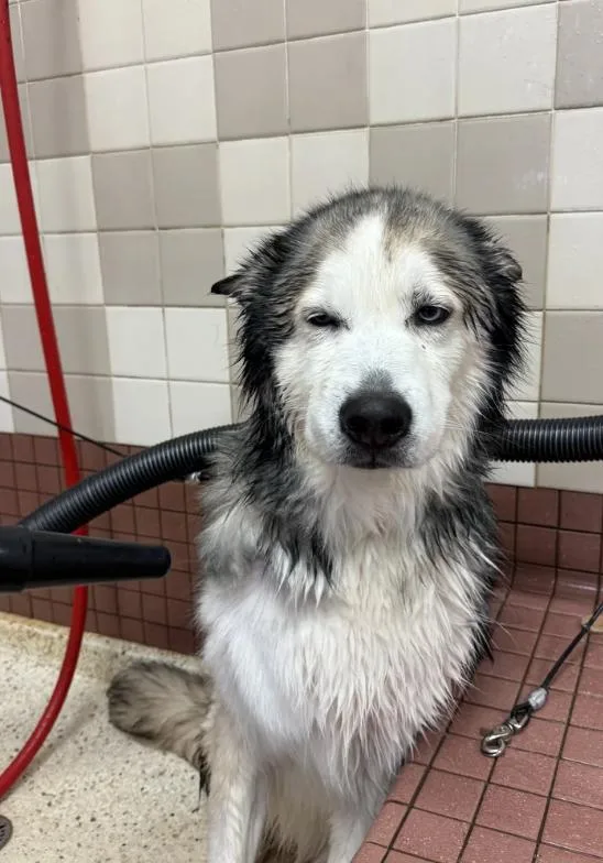 Blizzard thumbnail 5