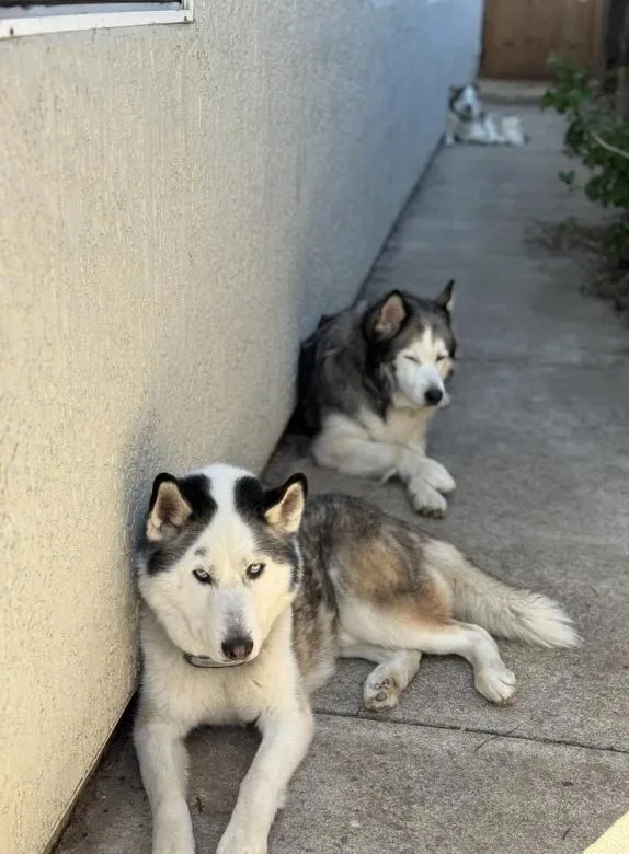 Blizzard thumbnail 6