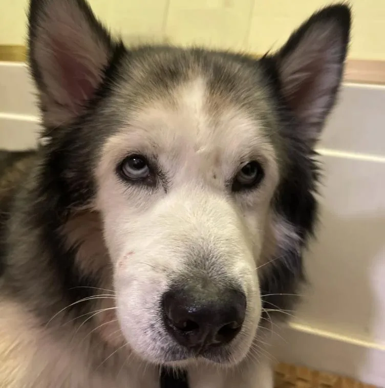 An adult medium-sized male Gray / Blue / Silver Alaskan Malamute dog named Blizzard for adoption in Davis, CA