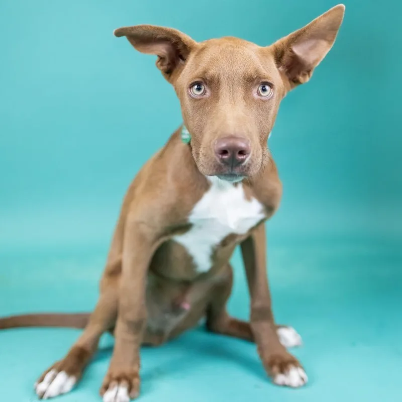 A young medium-sized male Brown / Chocolate Mixed Breed dog named Owen for adoption in Portland, OR