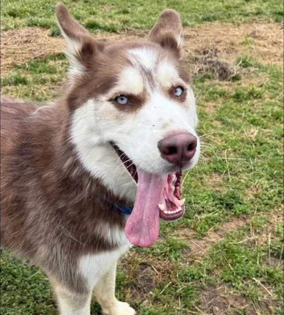 A young medium-sized male Red / Chestnut / Orange Husky dog named Leo for adoption in Manassas, VA