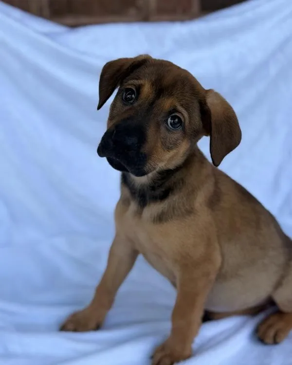A baby small-sized female Shepherd dog named Chili for adoption in Canton, GA
