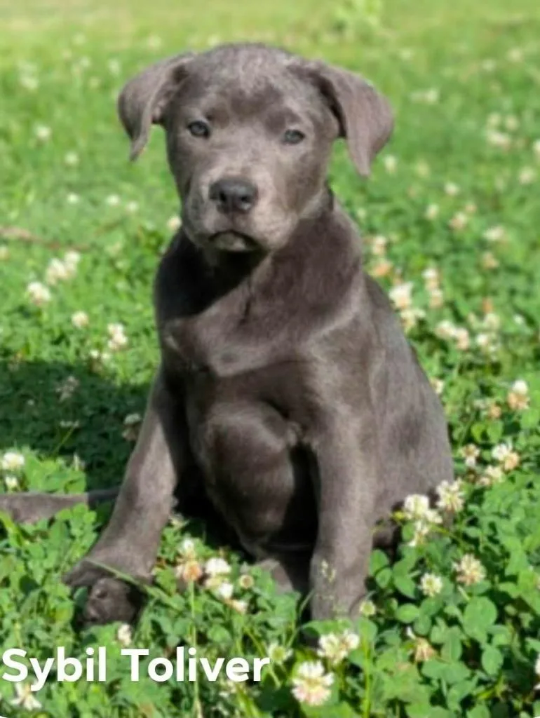 Sybil