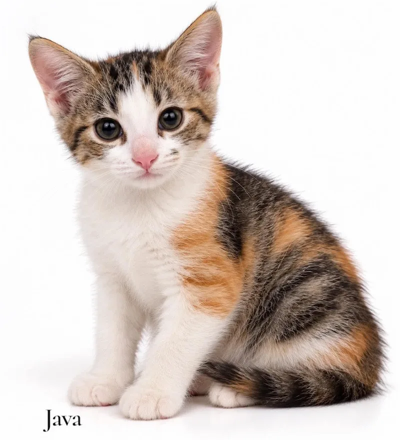 A baby medium-sized female Calico Domestic Short Hair cat named Java for adoption in Stevensville, MI