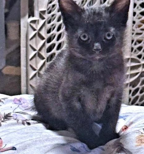 Barrett