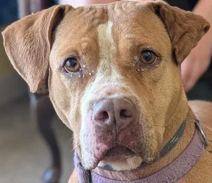 Sayonara thumbnail 3