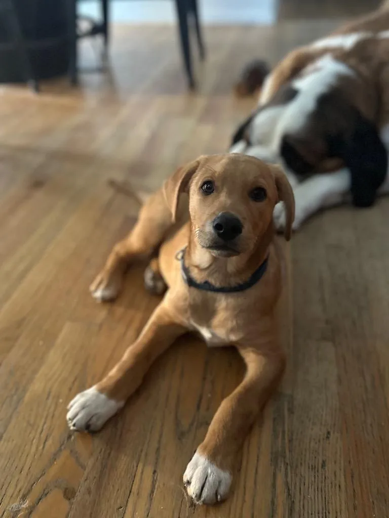 A baby medium-sized male Labrador Retriever dog named Punxie for adoption in Fort Lupton, CO