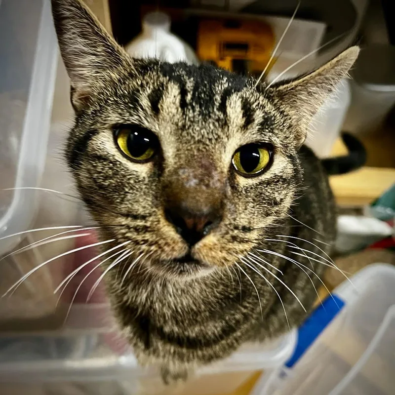 An adult small-sized male Brown / Chocolate Domestic Short Hair cat named Hamish for adoption in Tulsa, OK