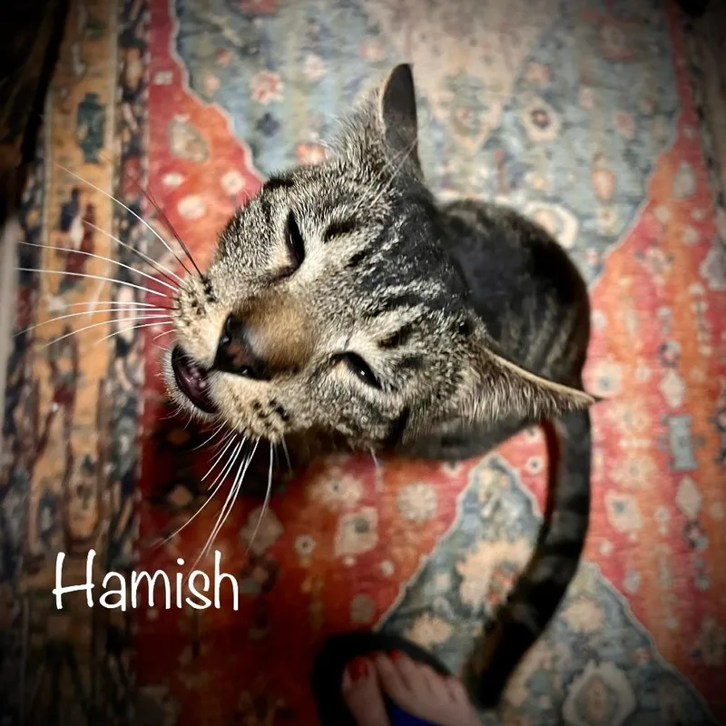 Hamish thumbnail 2
