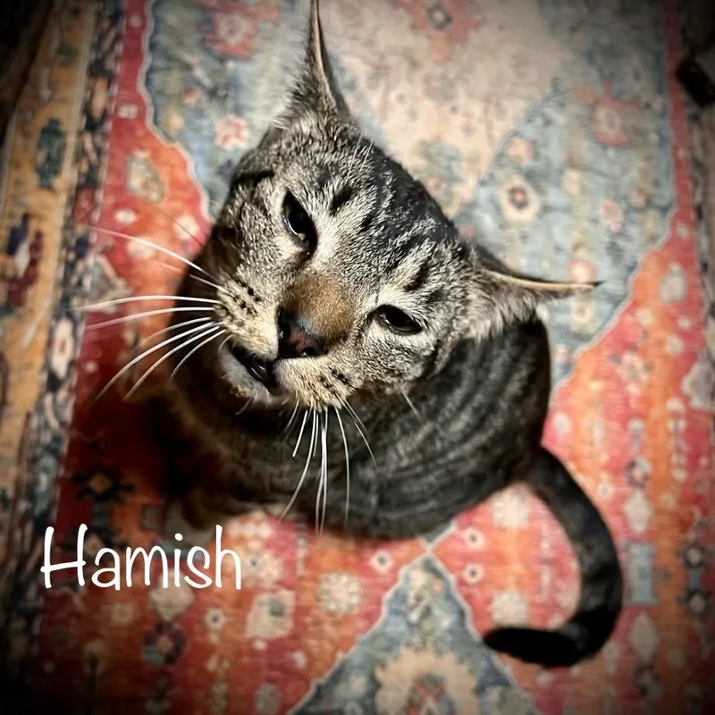 Hamish thumbnail 5