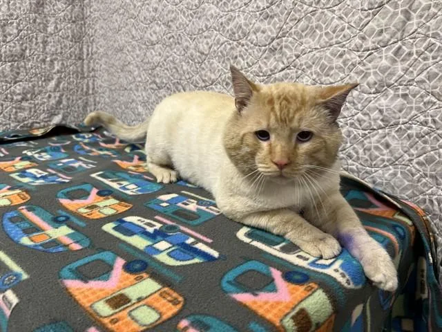 An adult small-sized male Domestic Short Hair cat named Lasagna for adoption in Castaic, CA