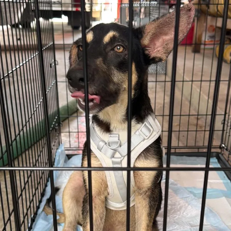 A baby medium-sized male German Shepherd Dog dog named Landon for adoption in Stephens City, VA