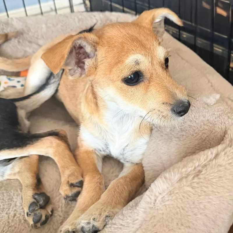 A baby small-sized male Yellow / Tan / Blond / Fawn Terrier dog named Barbashev for adoption in Las Vegas, NV