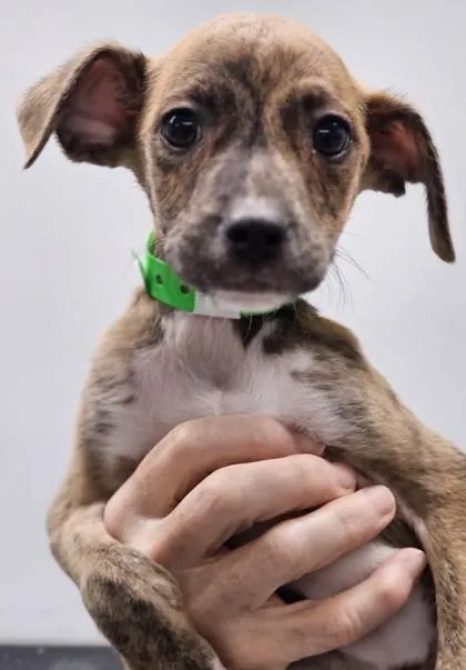 A baby small-sized male Mixed Breed dog named Fruity Pebbles for adoption in West Chester, PA