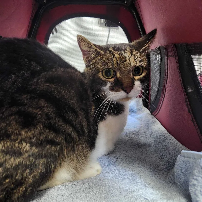 An adult small-sized male Brown / Chocolate Domestic Short Hair cat named MONTStray for adoption in Perkiomenville, PA