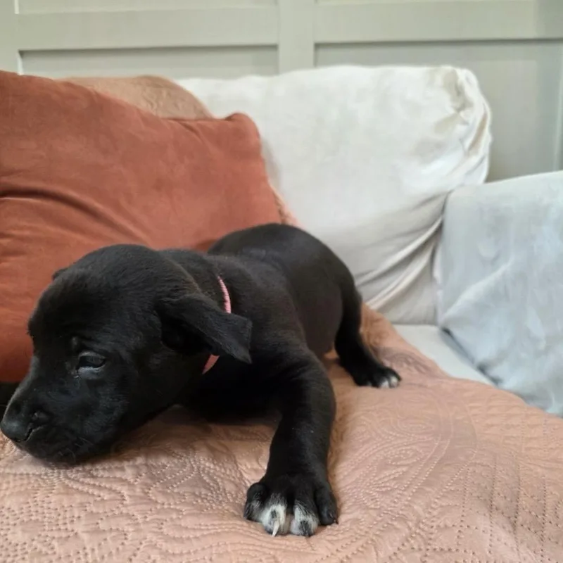 A baby medium-sized female Black Border Collie dog named Poppy for adoption in Kansas City, MO