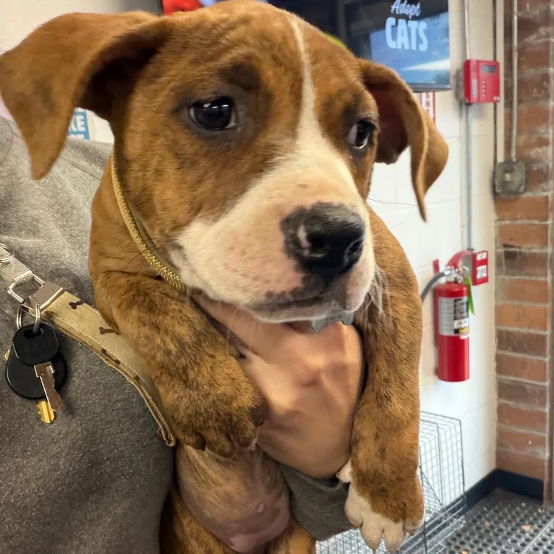 A baby small-sized female Mixed Breed dog named Fuzzy for adoption in Mentor, OH