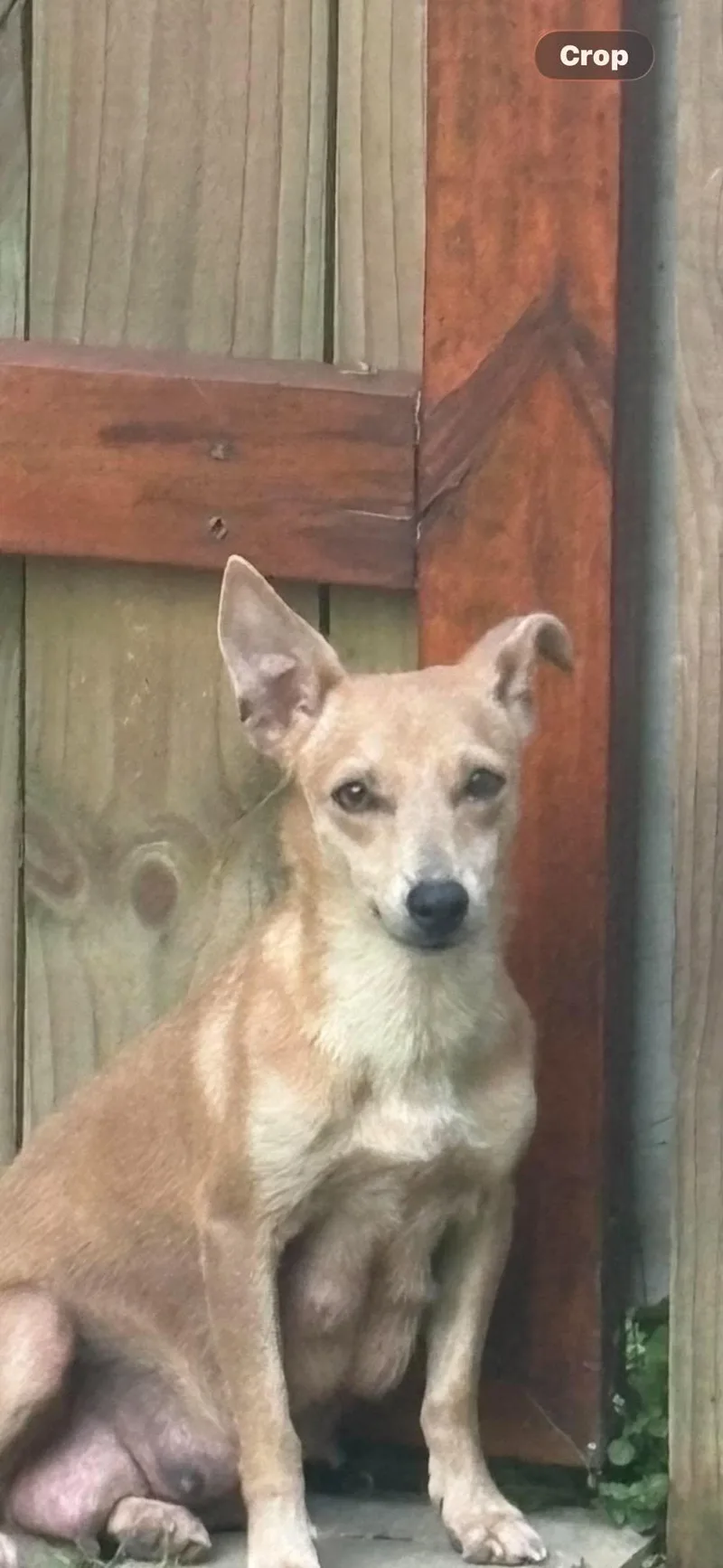 An adult small-sized female Chihuahua dog named Sophie for adoption in Rincon, PR