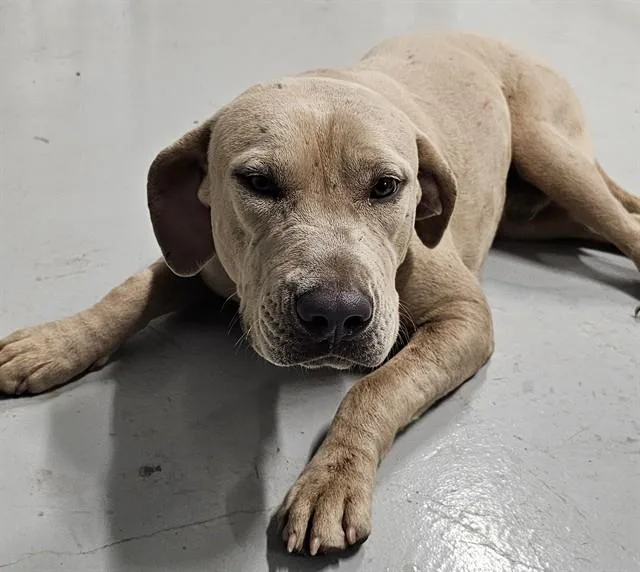 A young medium-sized male Pit Bull Terrier dog named Lasso for adoption in Huntsville, AL