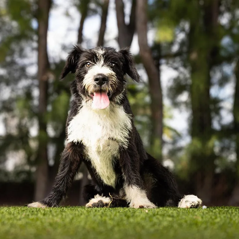 An adult small-sized male Black Cairn Terrier dog named Popi for adoption in Jupiter, FL