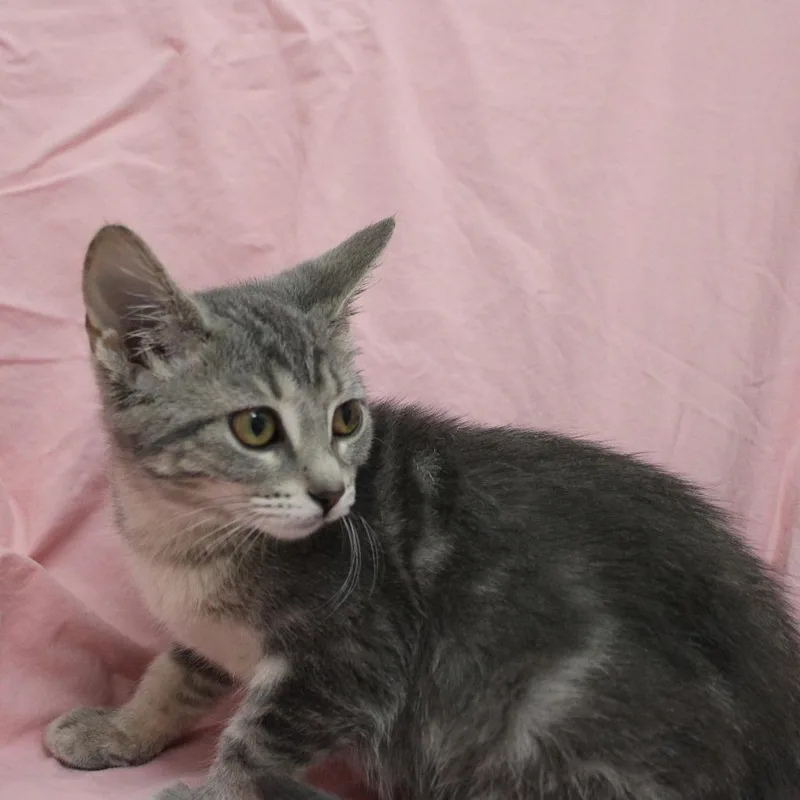 A baby small-sized female Gray / Blue / Silver Domestic Short Hair cat named Hula for adoption in Champaign, IL