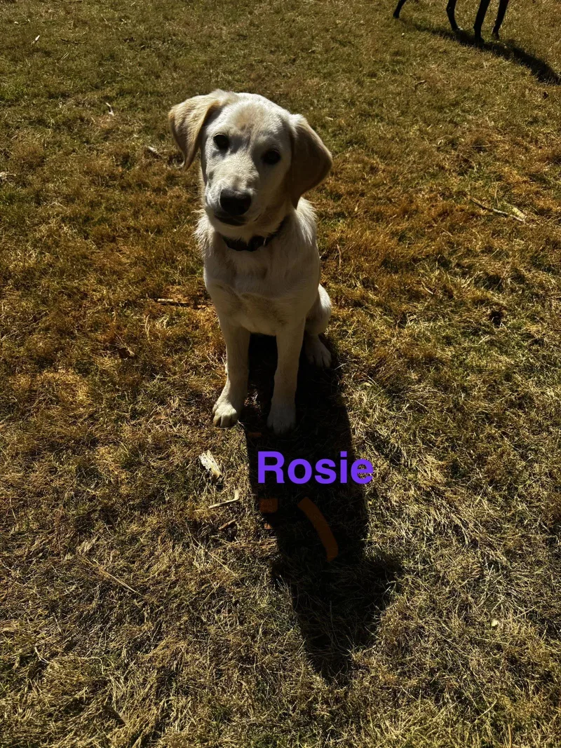 Rosie thumbnail 2