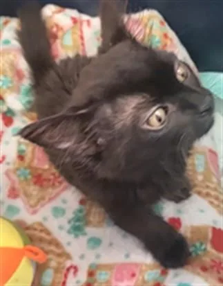 A baby small-sized female Domestic Short Hair cat named Loonah for adoption in Fort Walton Beach, FL