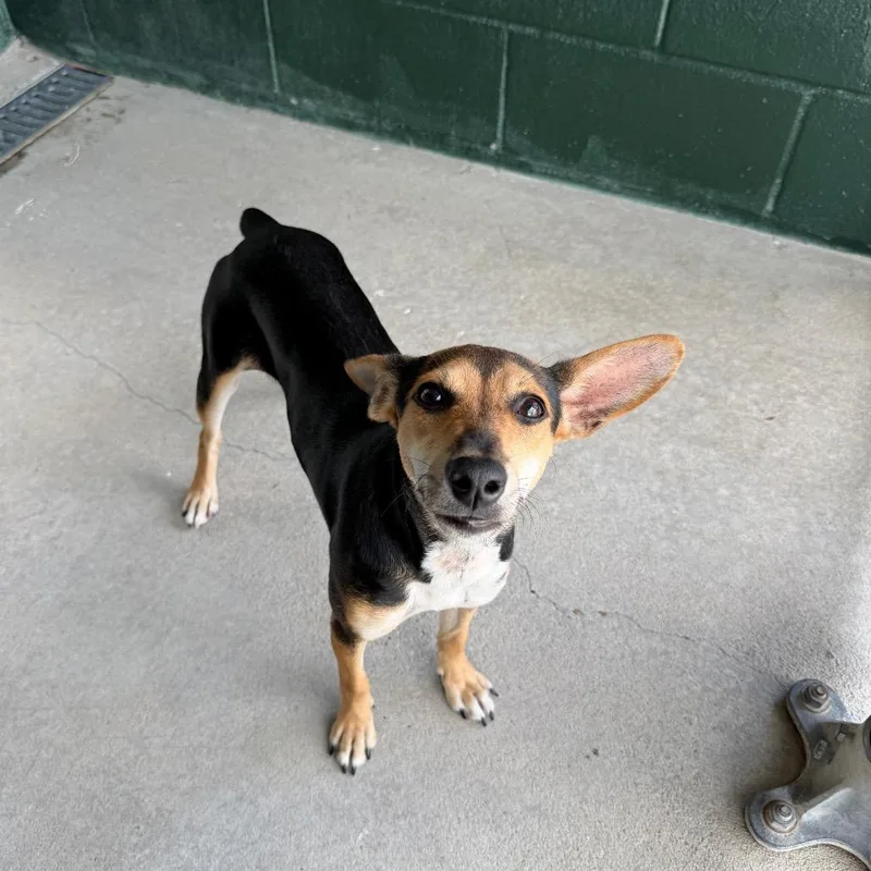 An adult small-sized female Black Rat Terrier dog named Carne Asada for adoption in Carencro, LA