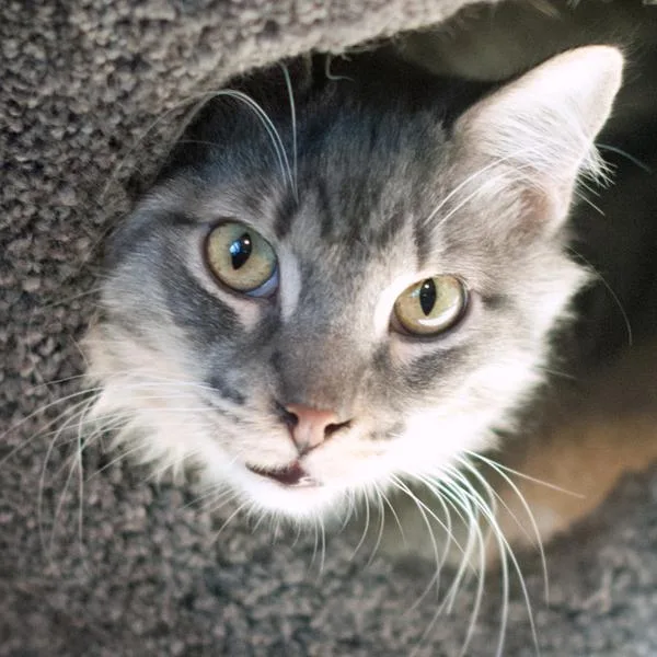 A senior large-sized male Domestic Short Hair cat named Lancelot for adoption in Oceanside, CA