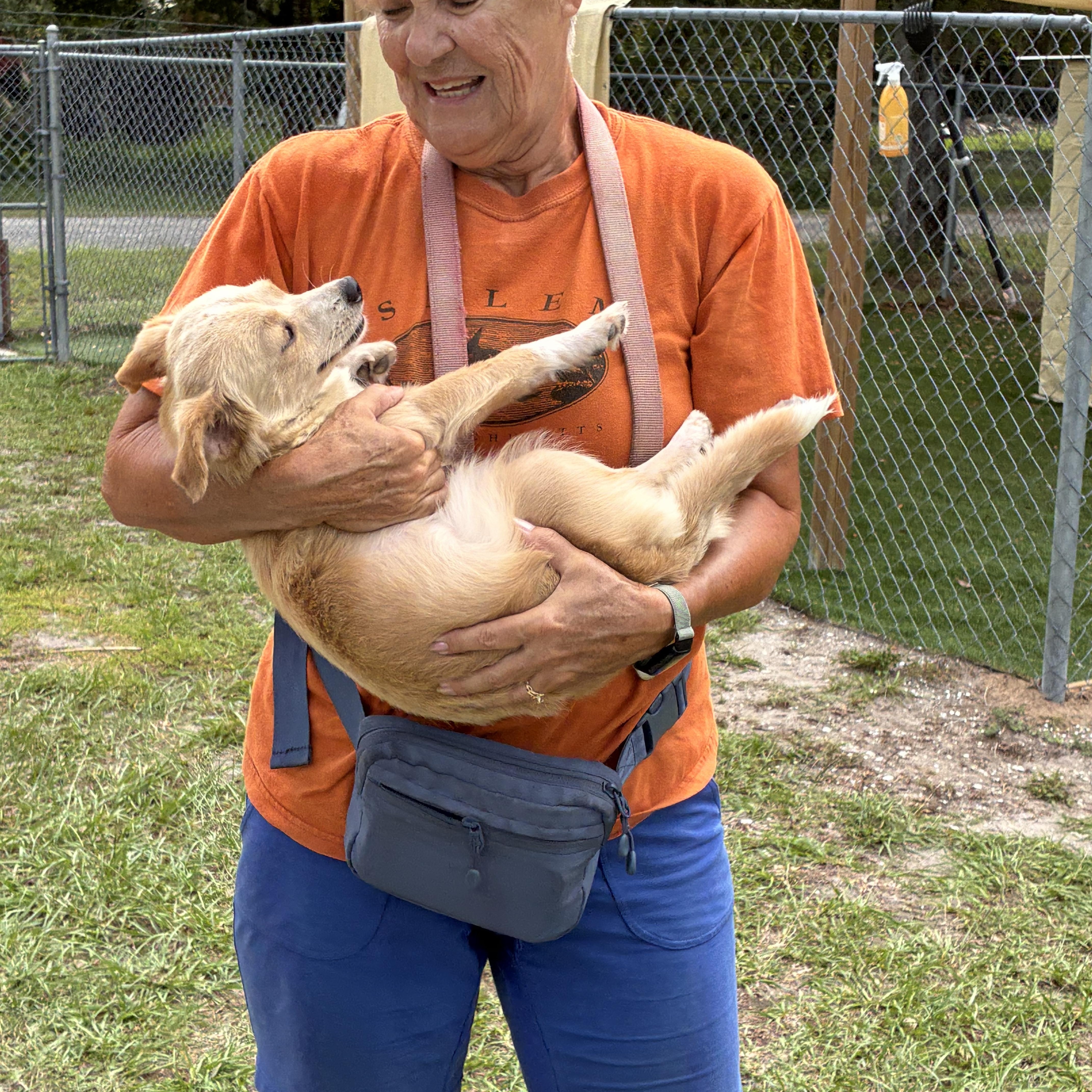 A young small-sized female Golden Mixed Breed dog named Dolly for adoption in Ruskin, FL