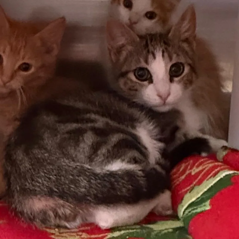 A baby small-sized male Buff / Tan / Fawn Domestic Medium Hair cat named Brookie for adoption in Cedaredge, CO