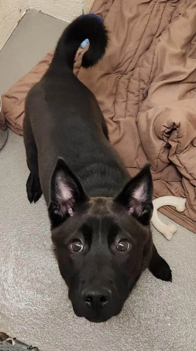 A young small-sized female Shiba Inu dog named Priscilla for adoption in Hagerstown, MD