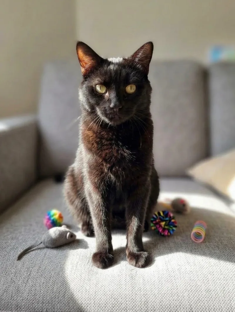 A young medium-sized male Bombay cat named Franky for adoption in Brooklyn, NY