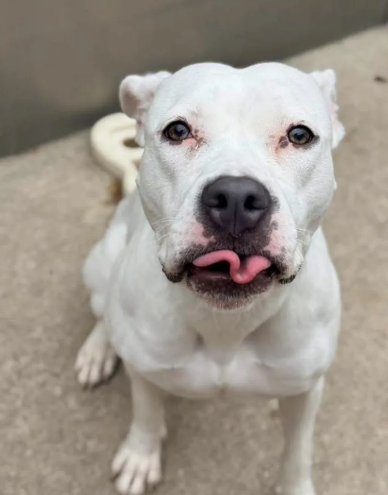 An adult medium-sized female White / Cream Pit Bull Terrier dog named Loft for adoption in Chicago, IL