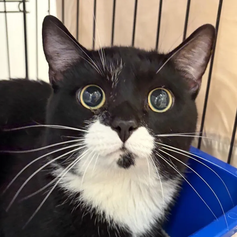 An adult medium-sized male Black Domestic Short Hair cat named Gene for adoption in Bedford, NH