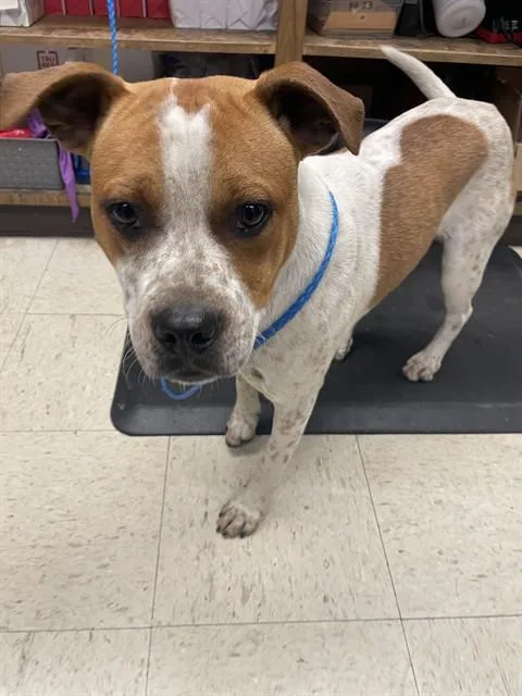 A young medium-sized male Australian Cattle Dog / Blue Heeler dog named Petrie for adoption in Stockton, CA