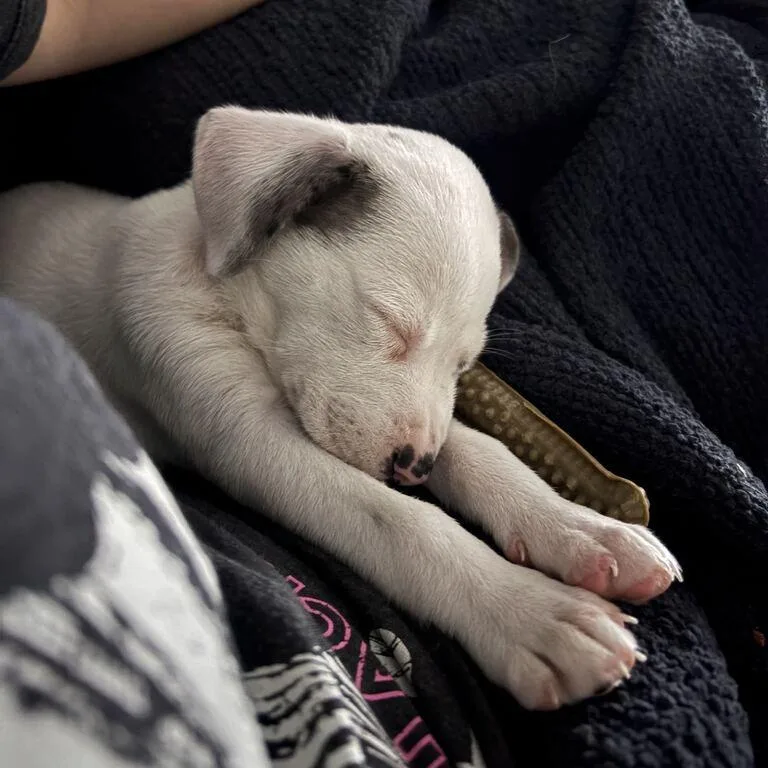A baby small-sized female White / Cream Catahoula Leopard Dog dog named Starla for adoption in Carencro, LA