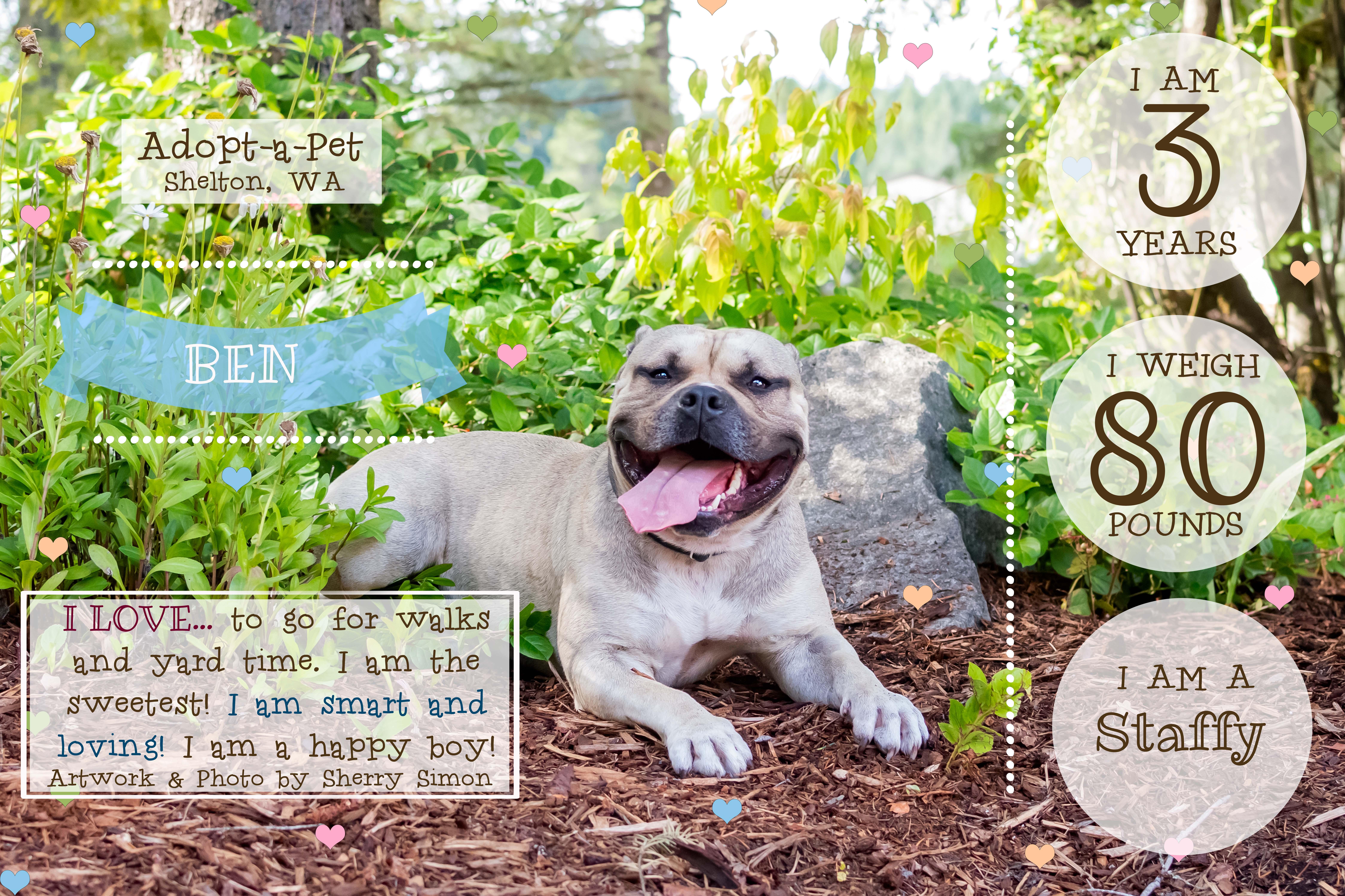 An adult large-sized male Yellow / Tan / Blond / Fawn American Staffordshire Terrier dog named Ben for adoption in Shelton, WA