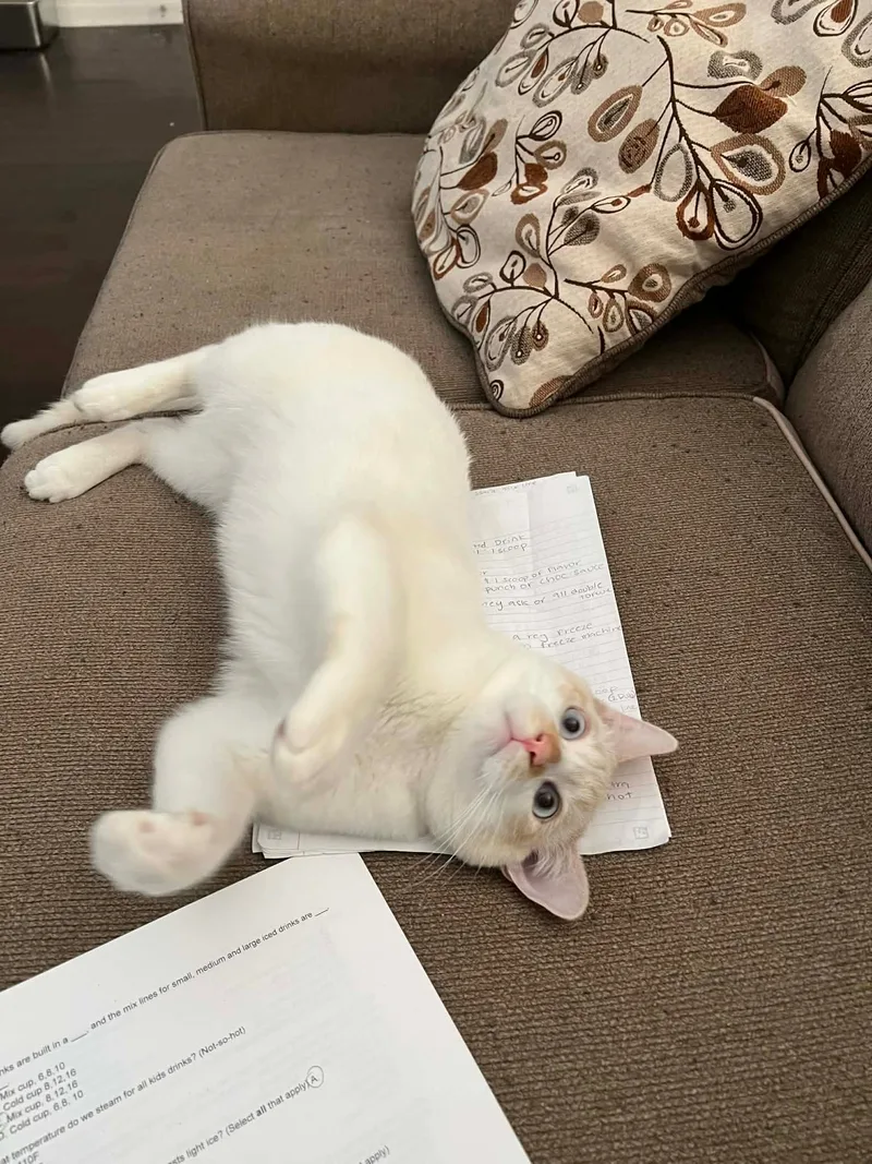 A young large-sized male Siamese cat named Liam for adoption in Rio Linda, CA