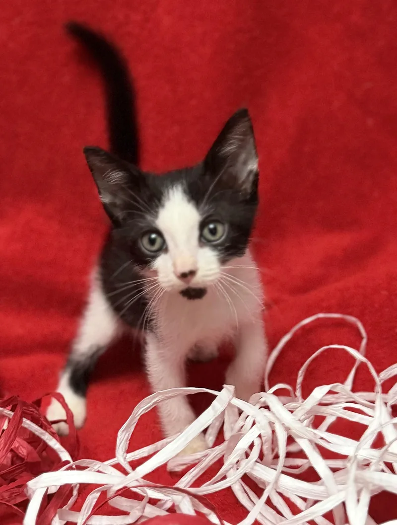 A baby medium-sized female White Tuxedo cat named Ferrarie & Enzoe for adoption in Homestead, FL