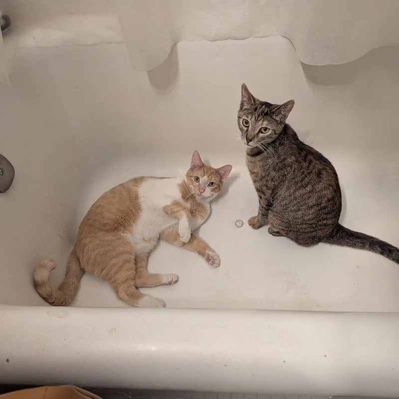 A young medium-sized female Torbie Domestic Short Hair cat named Messina for adoption in Evanston, IL