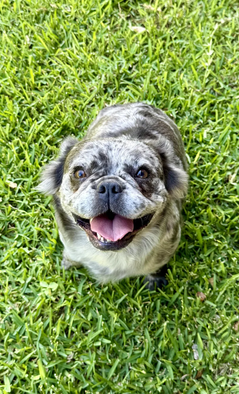 An adult medium-sized female French Bulldog dog named Mila for adoption in San Antonio, TX