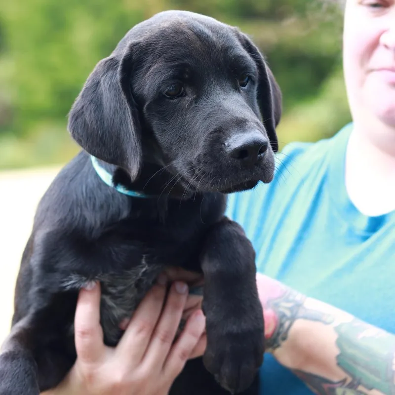 A baby large-sized male Black Labrador Retriever dog named CT Ziggy for adoption in Eastford, CT