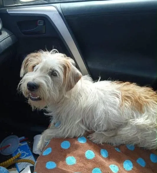 A young small-sized female Terrier dog named Violet in TX for adoption in Cranston, RI