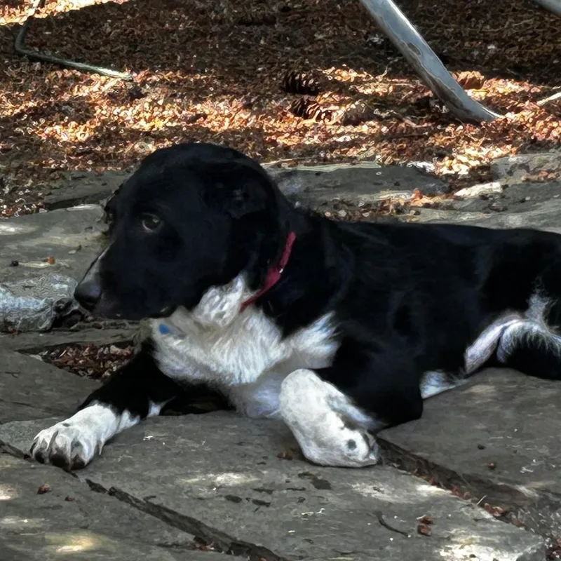 A baby medium-sized female Australian Shepherd dog named Mango for adoption in Newport, WA