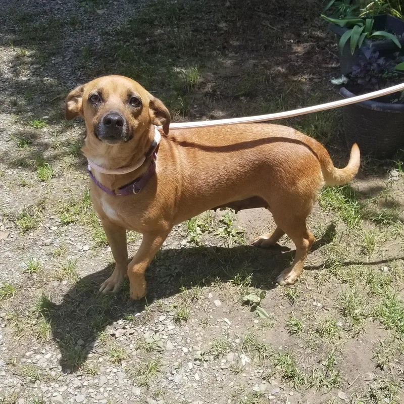 A young medium-sized female Apricot / Beige Dachshund dog named Daisy for adoption in Albany, NY