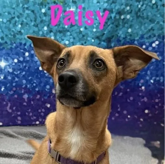 Daisy thumbnail 3