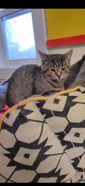 Hyacinth! thumbnail 2